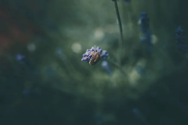 Lila Lavendel Blommor Trädgården Grön Bakgrund — Stockfoto