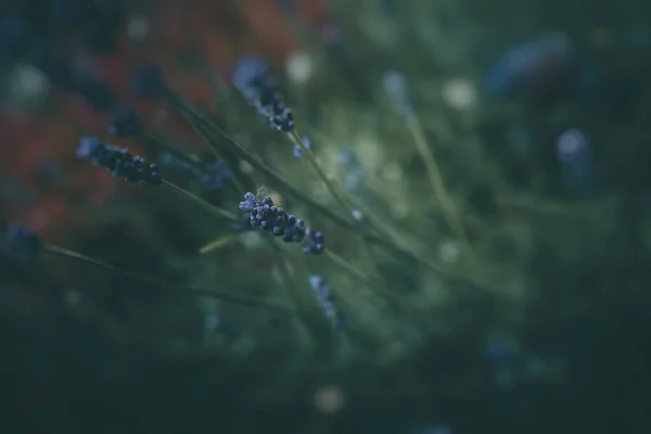 緑の背景の庭に紫色のラベンダーの花 — ストック写真