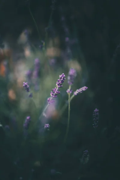 Фіолетові Квіти Лаванди Саду Зеленому Фоні — стокове фото