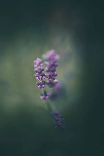 Purple Lavender Flowers Garden Green Background — Stock Photo, Image