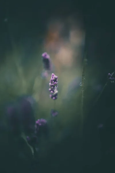 緑の背景の庭に紫色のラベンダーの花 — ストック写真