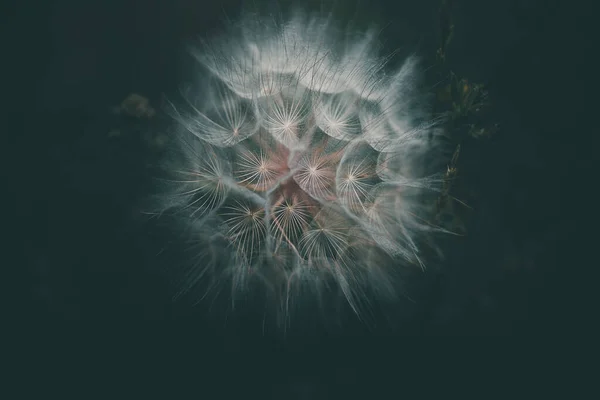 Sommer Löwenzahn Blume Nahaufnahme Auf Dunklem Hintergrund — Stockfoto