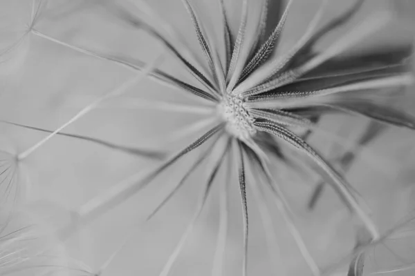 Καλοκαιρινό Λουλούδι Πικραλίδα Κοντινό Πλάνο Ένα Ελαφρύ Φόντο — Φωτογραφία Αρχείου