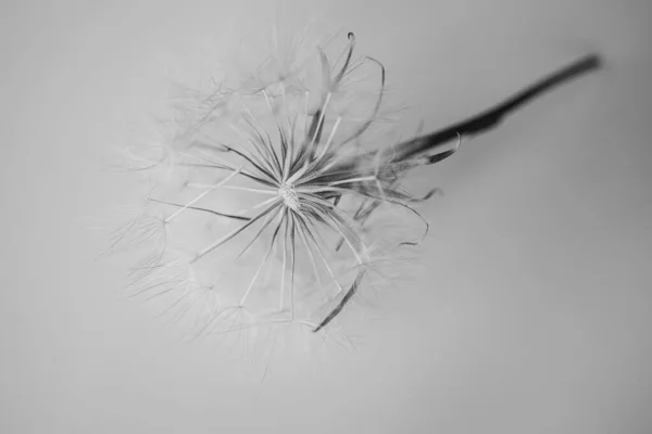 Verão Dandelion Flor Close Fundo Claro — Fotografia de Stock