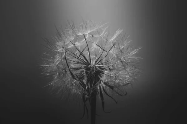 Летний Цветок Одуванчика Крупном Плане Темном Фоне — стоковое фото