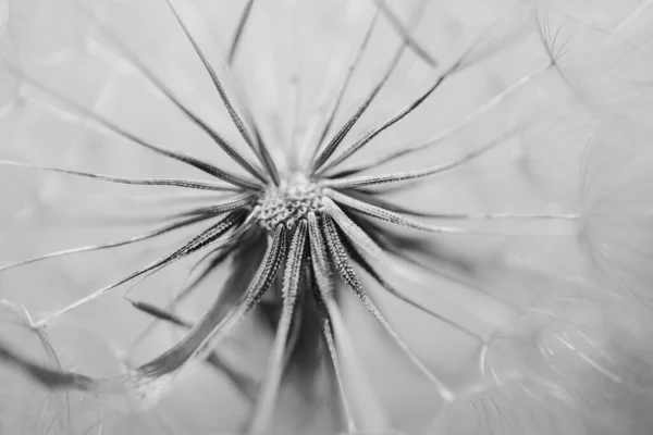 Summer Dandelion Flower Close Light Background — Stock Photo, Image
