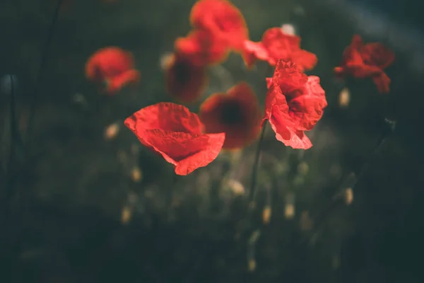 Amapolas Rojas Creciendo Entre Hierba Verde Día Verano —  Fotos de Stock