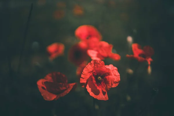 Bir Yaz Günü Yeşil Çimlerin Arasında Büyüyen Kırmızı Gelincikler — Stok fotoğraf