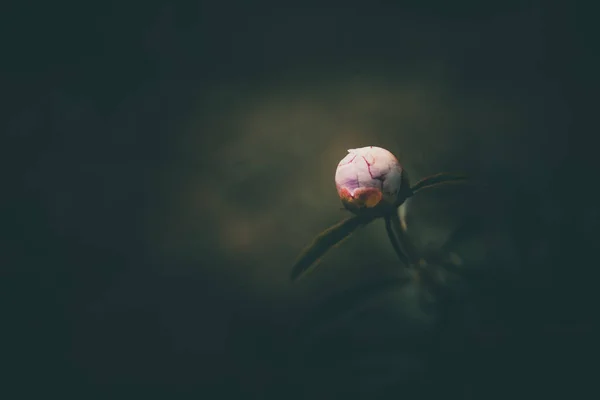 Бледно Розовый Пион Фоне Зеленых Садов Летний День — стоковое фото