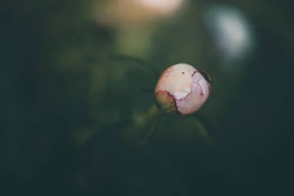 Бледно Розовый Пион Фоне Зеленых Садов Летний День — стоковое фото