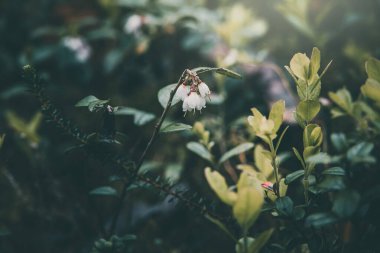 Ormanda açan küçük beyaz yaban mersini çiçekleri.
