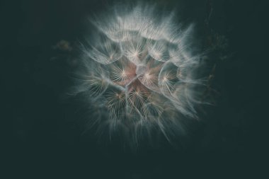 yaz karahindiba çiçeği yakın planda koyu bir arkaplanda