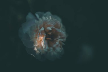 Bir yaz günü yeşil bahçelerin arka planında soluk pembe şakayık