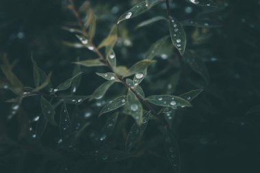 Bitkinin yeşil yapraklarına yakın çekim yağmur damlaları düşer.