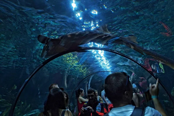 Raubhaie Schwimmen Einem Großen Aquarium Zoo Von Teneriffa Spanien — Stockfoto