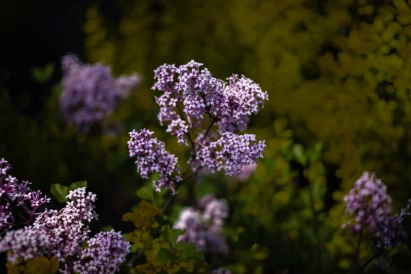 Beau Lilas Violet Parmi Les Feuilles Vertes Sur Buisson Dans — Photo