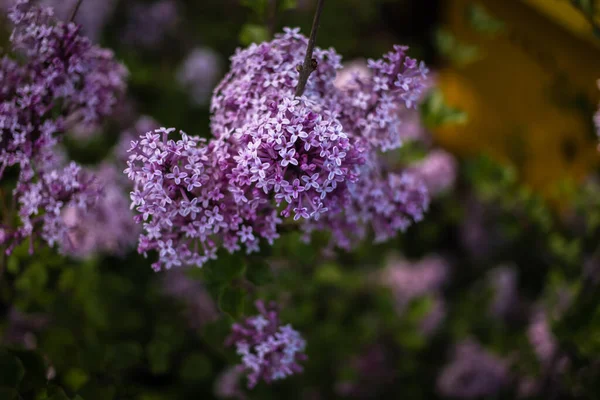 Schöner Lila Flieder Zwischen Den Grünen Blättern Strauch Frühlingsgarten — Stockfoto