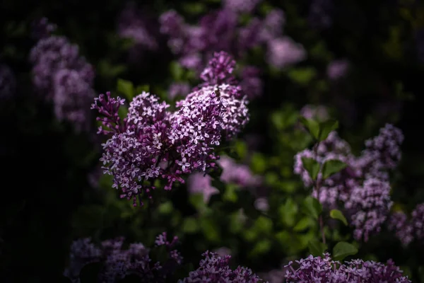 Hermosa Lila Púrpura Entre Las Hojas Verdes Arbusto Jardín Primavera —  Fotos de Stock