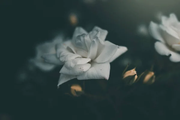 花园里的灌木丛上挂着美丽的白色小玫瑰 — 图库照片