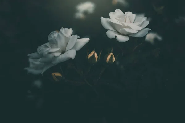 Hermosa Rosa Blanca Arbusto Jardín — Foto de Stock