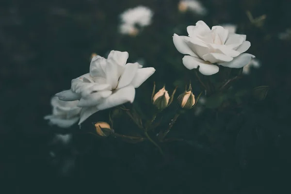 Krásná Bílá Růže Keři Zahradě — Stock fotografie