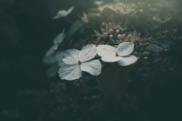 Όμορφο Λευκό Μικρό Λουλούδι Στο Θάμνο Στον Κήπο — Φωτογραφία Αρχείου