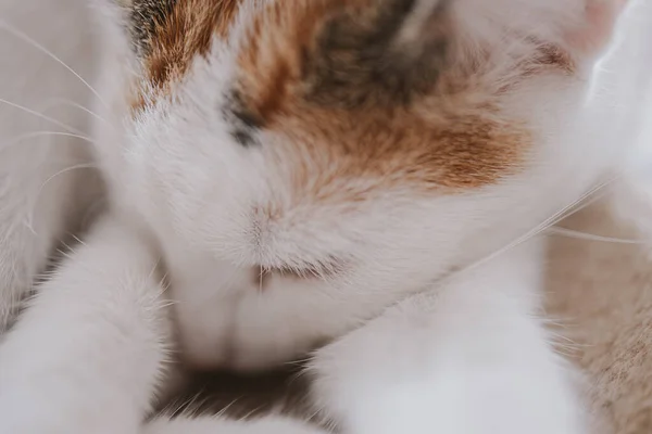 Mooi Schattig Klein Wit Rood Kat Closeup Katachtige — Stockfoto