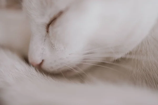 Schöne Süße Kleine Weiß Rote Schlafende Katze Nahaufnahme — Stockfoto