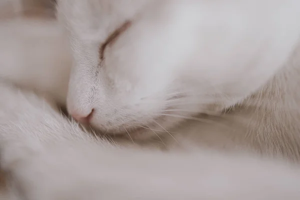 Hermoso Lindo Pequeño Blanco Rojo Durmiendo Gato Primer Plano — Foto de Stock