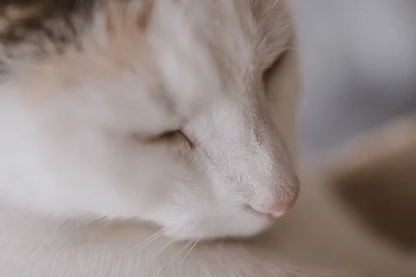 Vacker Söt Liten Vit Röd Sovande Katt Närbild — Stockfoto