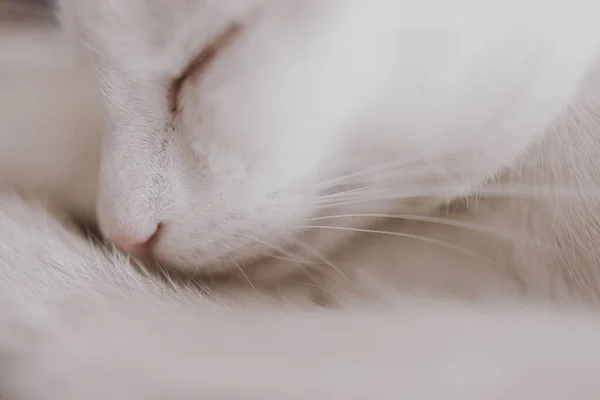 Beautiful Cute Little White Red Sleeping Cat Closeup — Stock Photo, Image