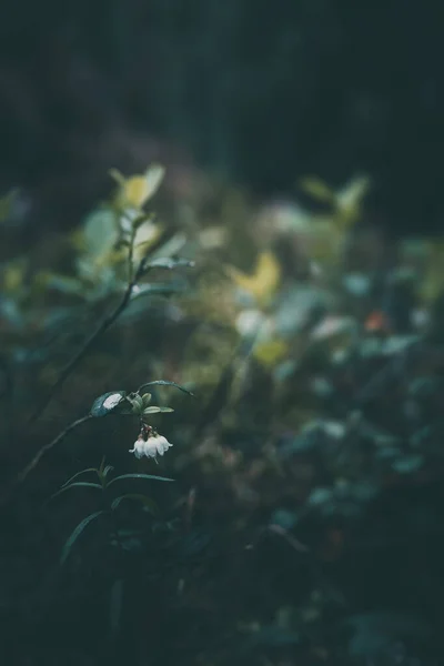 Vita Små Blåbär Blommor Blommar Skogen — Stockfoto