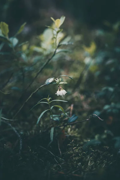 Bílé Malé Borůvkové Květy Kvetoucí Lese — Stock fotografie