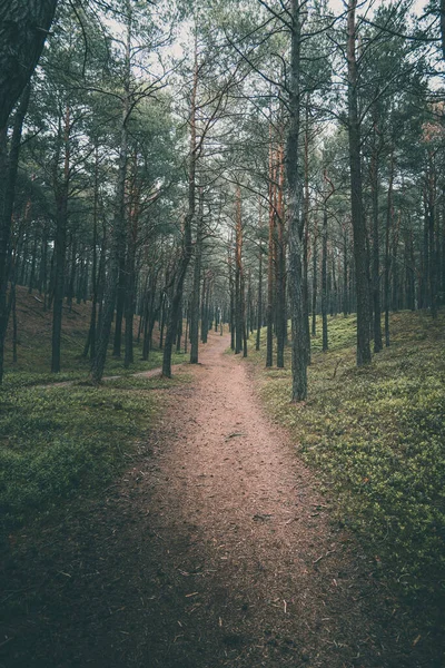 Úzká Prázdná Cesta Temným Borovým Lesem — Stock fotografie