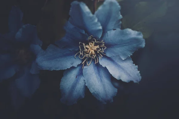 สวยงาม Clematis ดอกไม ในสวนในระยะใกล — ภาพถ่ายสต็อก