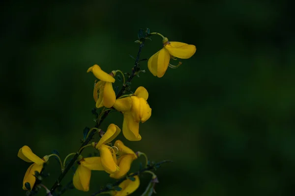 Arbusto Floração Amarelo Bonito Close — Fotografia de Stock