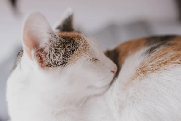 Schöne Süße Kleine Weiß Rote Schlafende Katze Nahaufnahme — Stockfoto