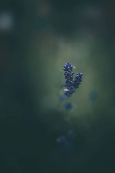 Flores Lavanda Púrpura Jardín Sobre Fondo Verde —  Fotos de Stock