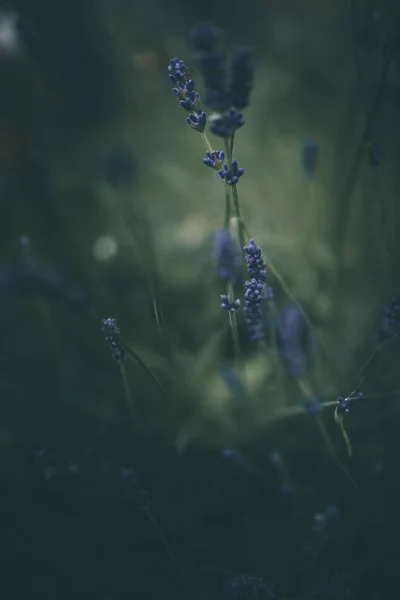 绿色背景的花园中的紫色薰衣草花 — 图库照片