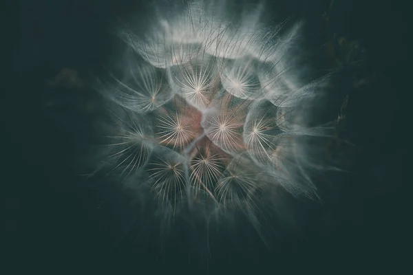 Yaz Karahindiba Çiçeği Yakın Planda Koyu Bir Arkaplanda — Stok fotoğraf