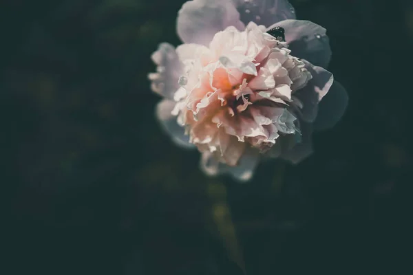 Peônia Rosa Pálida Fundo Jardins Verdes Dia Verão — Fotografia de Stock