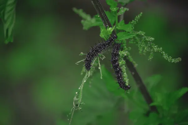 Чорні Гусениці Зеленому Листі Лузі — стокове фото