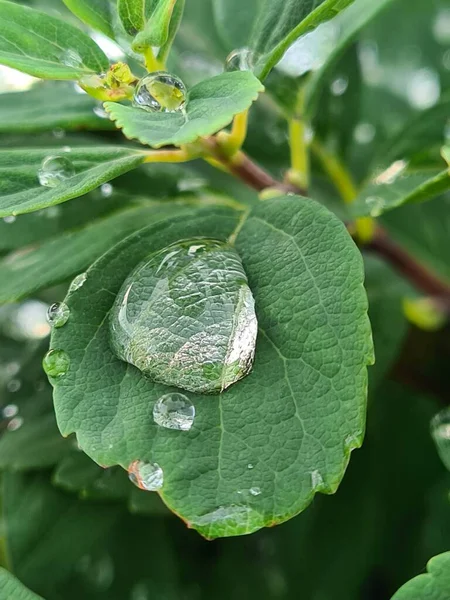 Gotas Lluvia Primer Plano Sobre Las Hojas Verdes Planta — Foto de Stock