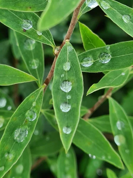 Капли Дождя Крупным Планом Зеленые Листья Растения — стоковое фото