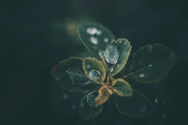 Краплі Дощу Впритул Зеленому Листі Рослини — стокове фото