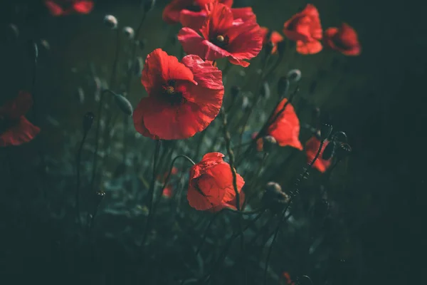 Bir Yaz Günü Yeşil Çimlerin Arasında Büyüyen Kırmızı Gelincikler — Stok fotoğraf