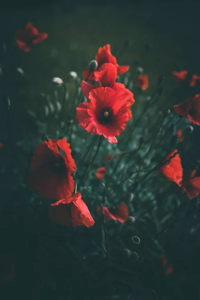 Papoilas Vermelhas Crescendo Entre Grama Verde Dia Verão — Fotografia de Stock