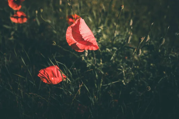 Bir Yaz Günü Yeşil Çimlerin Arasında Büyüyen Kırmızı Gelincikler — Stok fotoğraf