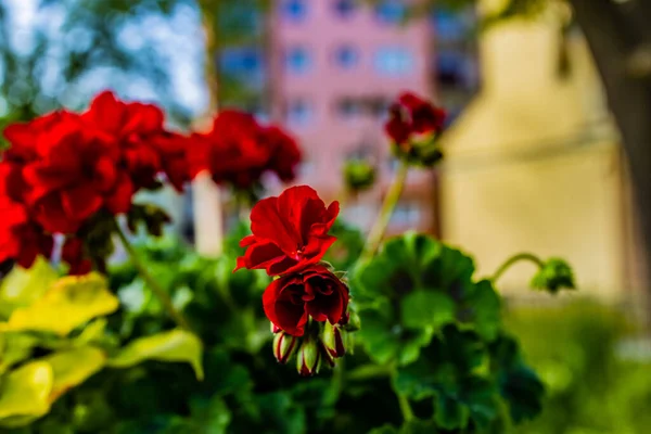 Schöne Rote Geranien Einem Warmen Sommertag Stockfoto