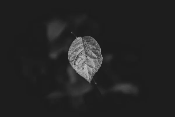 Piękny Samotny Pojedynczy Delikatny Jesienny Liść Naturalnym Tle — Zdjęcie stockowe